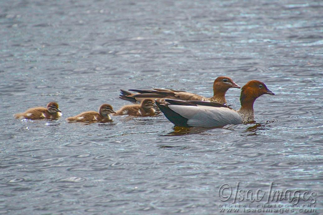 Click image for larger version

Name:	1081-Wood_Duck_Family.jpg
Views:	52
Size:	107.0 KB
ID:	480463