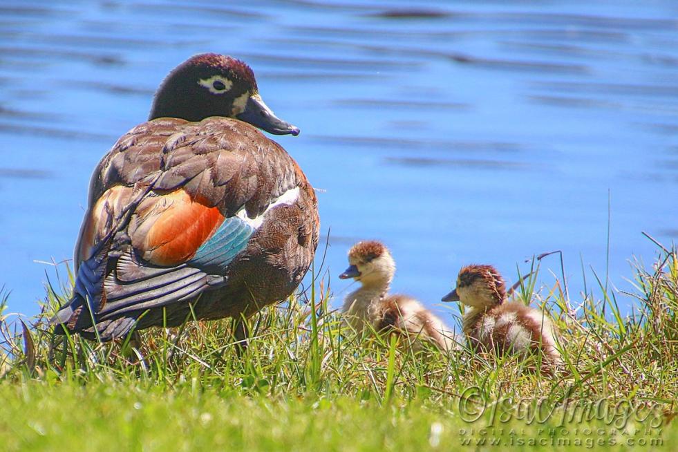 Click image for larger version

Name:	1194-Shelduck_Female_Babies.jpg
Views:	37
Size:	111.0 KB
ID:	480464