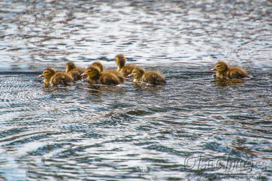 Click image for larger version

Name:	1084-Wood_Duck_Babies.jpg
Views:	37
Size:	135.7 KB
ID:	480465