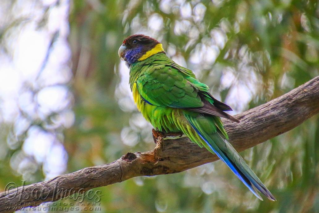 Click image for larger version

Name:	1125-Ringneck.jpg
Views:	48
Size:	94.8 KB
ID:	480468