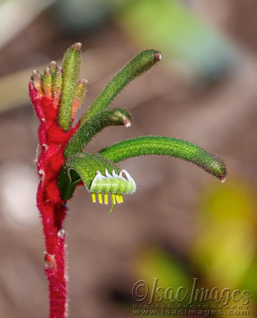 Click image for larger version

Name:	1342-Kangaroo_Paw.jpg
Views:	48
Size:	85.4 KB
ID:	480473