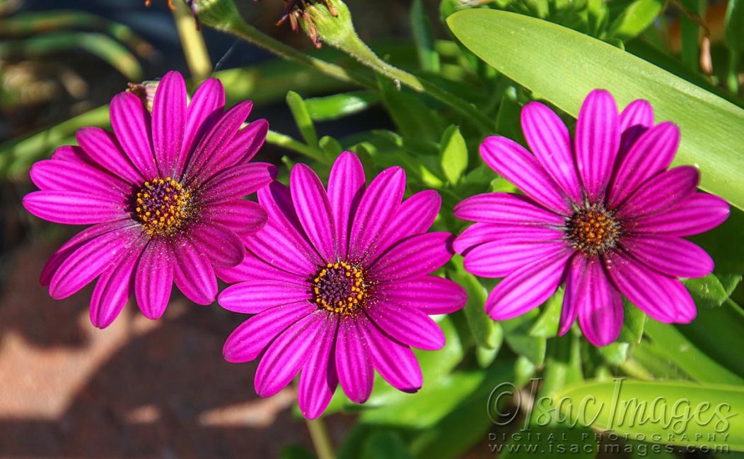 Click image for larger version

Name:	1339-Pink_Daisies.jpg
Views:	52
Size:	107.4 KB
ID:	480470