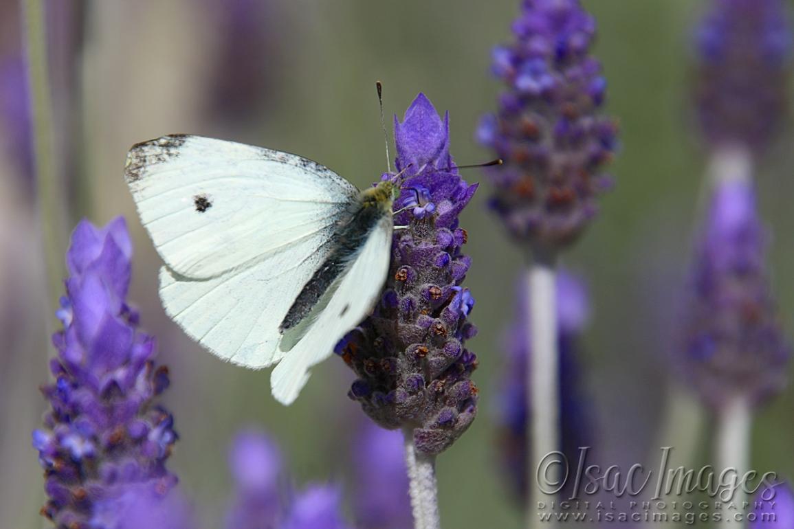 Click image for larger version

Name:	1190-Cabbage_Moth_Lavender.jpg
Views:	44
Size:	71.9 KB
ID:	480471