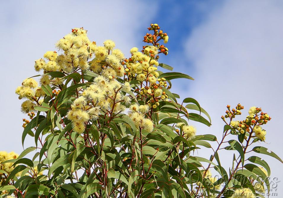 Click image for larger version

Name:	1103-Flowering_Gum.jpg
Views:	41
Size:	130.0 KB
ID:	480472