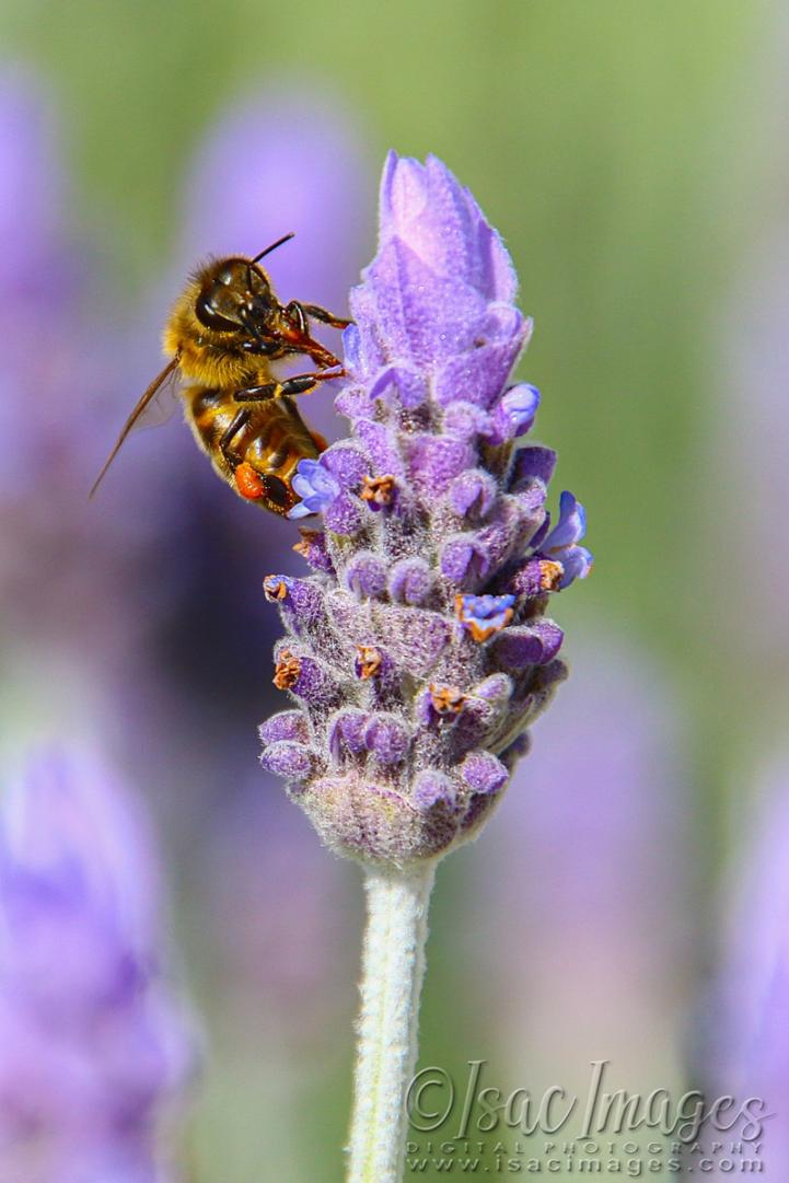 Click image for larger version

Name:	1187-Bee_Lavender.jpg
Views:	42
Size:	76.0 KB
ID:	480474