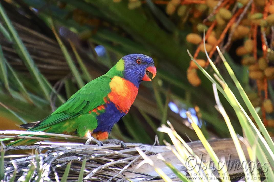 Click image for larger version

Name:	1513-Rainbow_Lorikeet.jpg
Views:	42
Size:	109.2 KB
ID:	480526