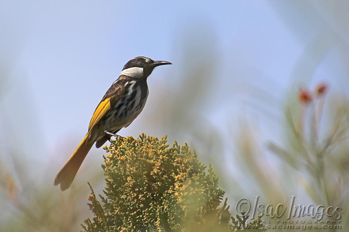 Click image for larger version

Name:	1483-White_Cheeked_Honeyeater.jpg
Views:	37
Size:	75.2 KB
ID:	480527