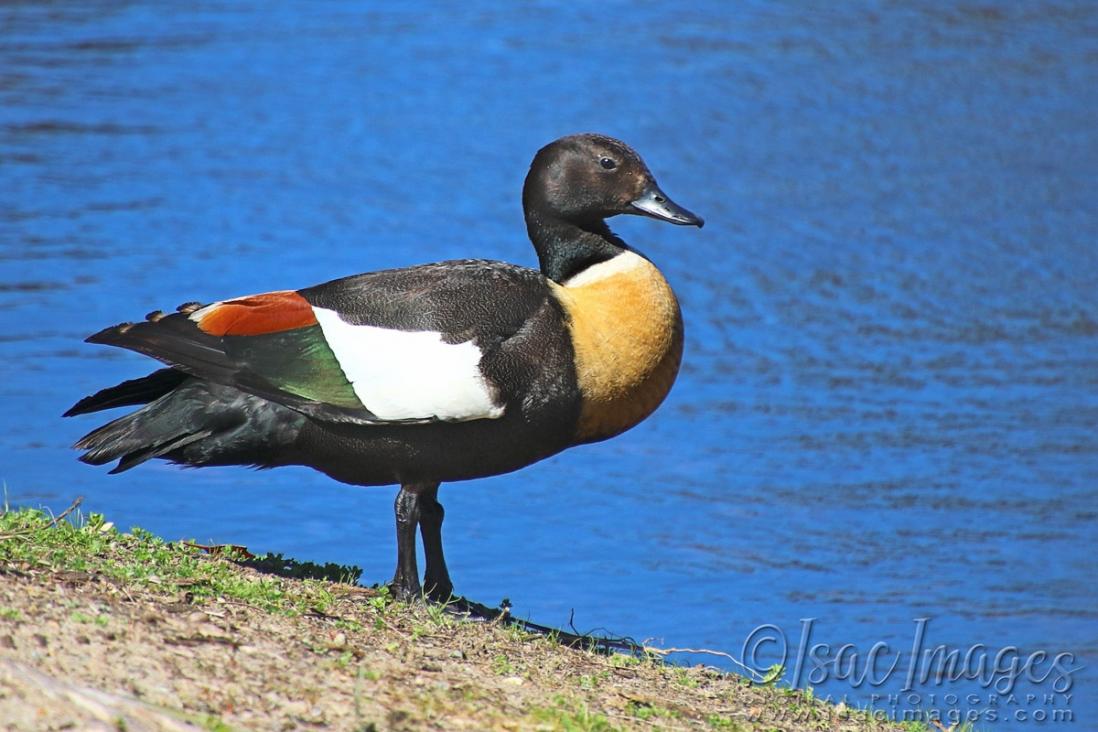 Click image for larger version

Name:	1251-Shelduck_Male.jpg
Views:	40
Size:	100.9 KB
ID:	480528