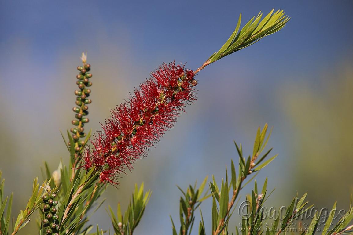 Click image for larger version  Name:	0677-Bottlebrush.jpg Views:	0 Size:	92.3 KB ID:	480541