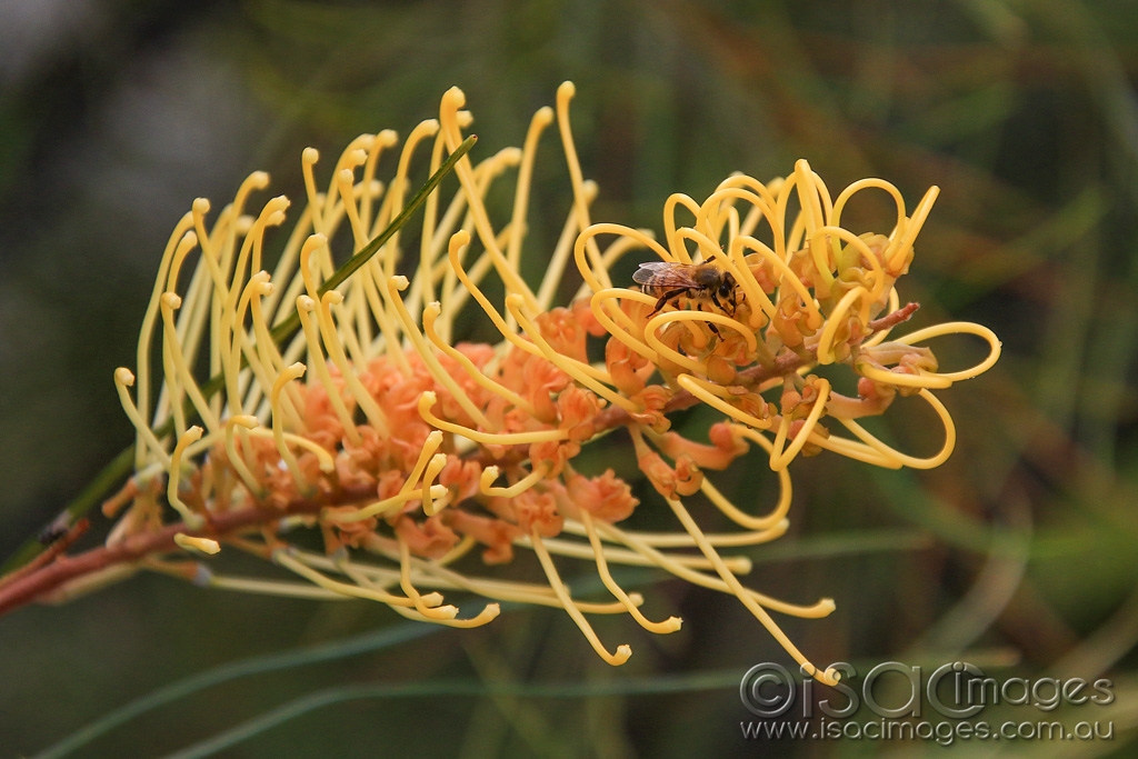 Click image for larger version  Name:	5826-Honey_Gem_Grevillea.jpg Views:	0 Size:	430.3 KB ID:	476129