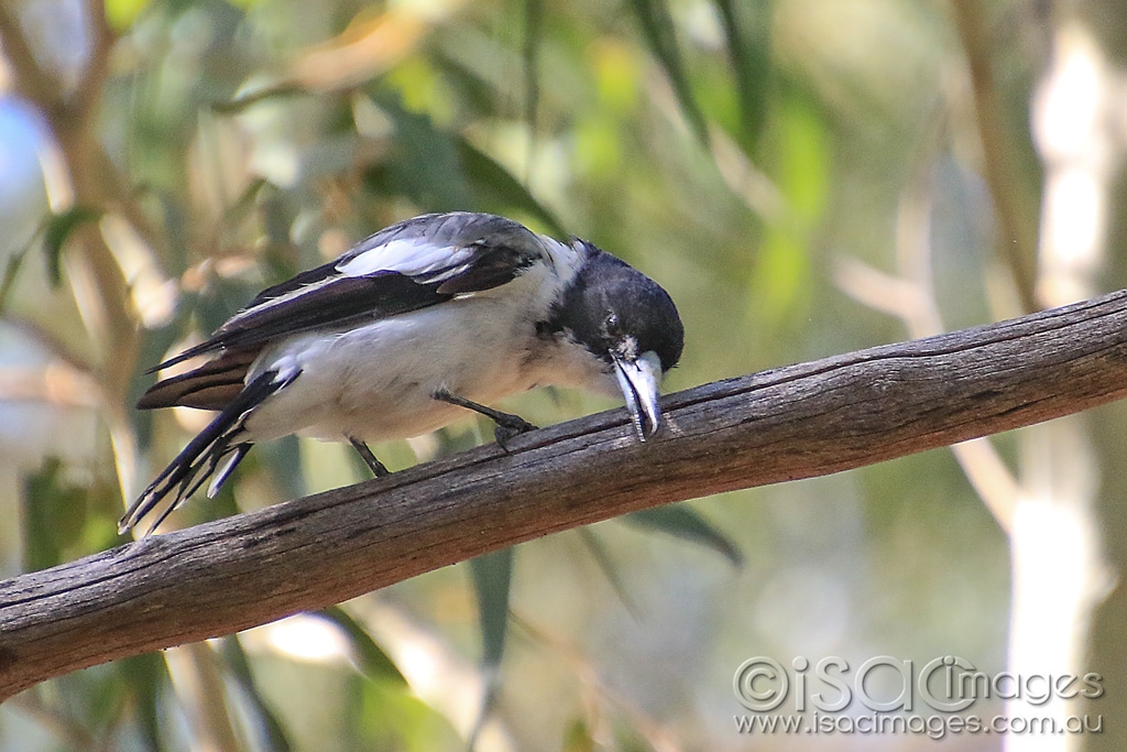 Click image for larger version  Name:	5914-Baby_Magpie.jpg Views:	9 Size:	453.7 KB ID:	476052