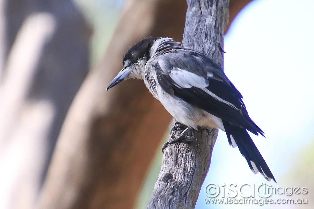 Click image for larger version  Name:	5933-Baby_Magpie.jpg Views:	9 Size:	327.5 KB ID:	476053