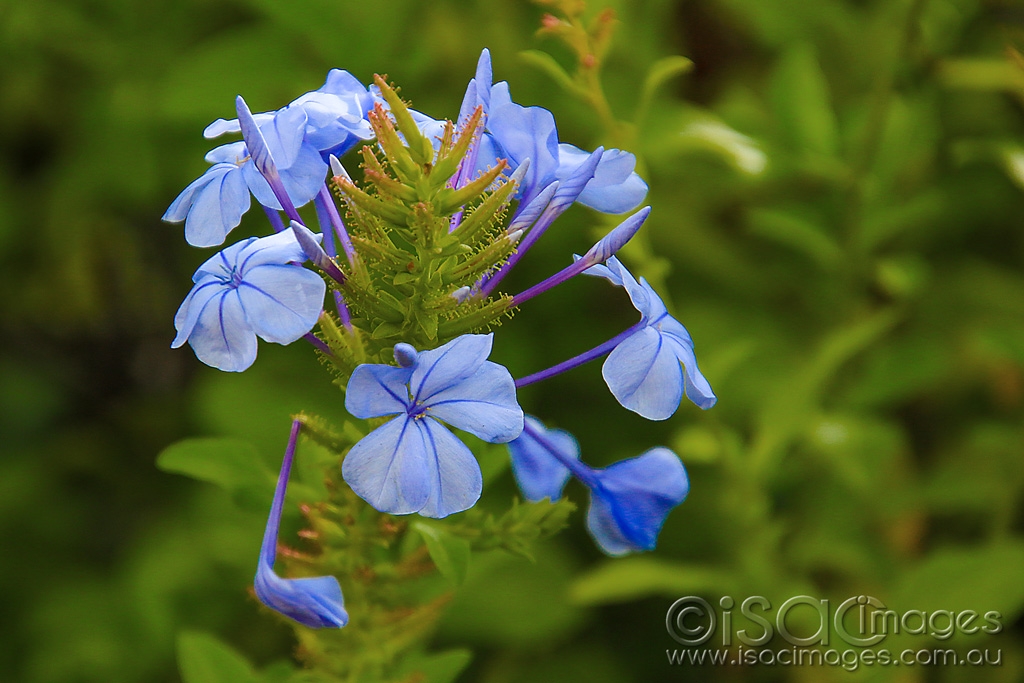 Click image for larger version  Name:	5877-Blue_Flower.jpg Views:	0 Size:	416.6 KB ID:	476128