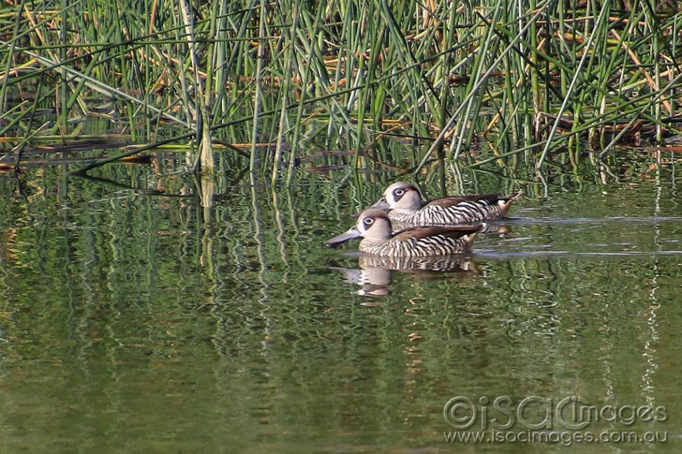 Click image for larger version

Name:	5895-Pink_Eared_Ducks.jpg
Views:	44
Size:	157.0 KB
ID:	476144