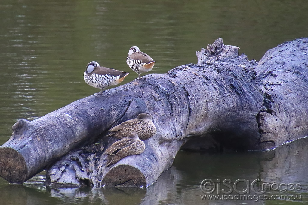 Click image for larger version

Name:	5812-Pink_Eared_Ducks.jpg
Views:	40
Size:	514.9 KB
ID:	476139