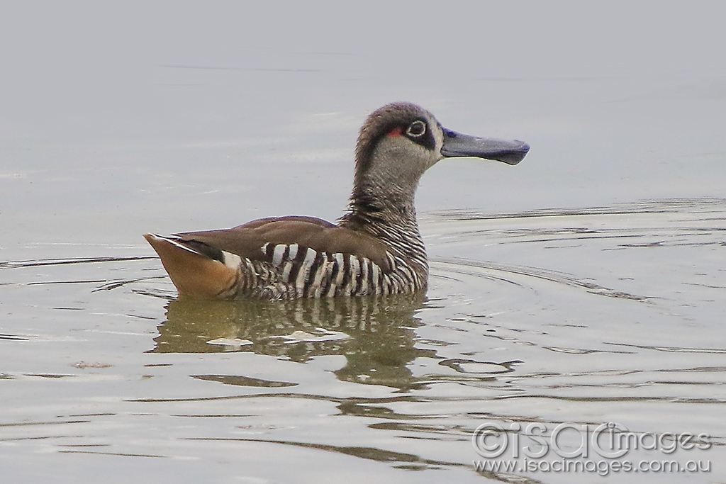 Click image for larger version

Name:	6100-Pink_Eared_Duck.jpg
Views:	67
Size:	351.7 KB
ID:	476165