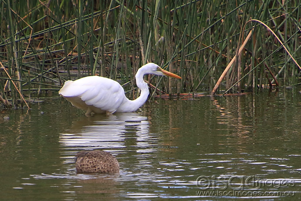 Click image for larger version

Name:	6153-Great_White_Egret.jpg
Views:	101
Size:	572.6 KB
ID:	476174