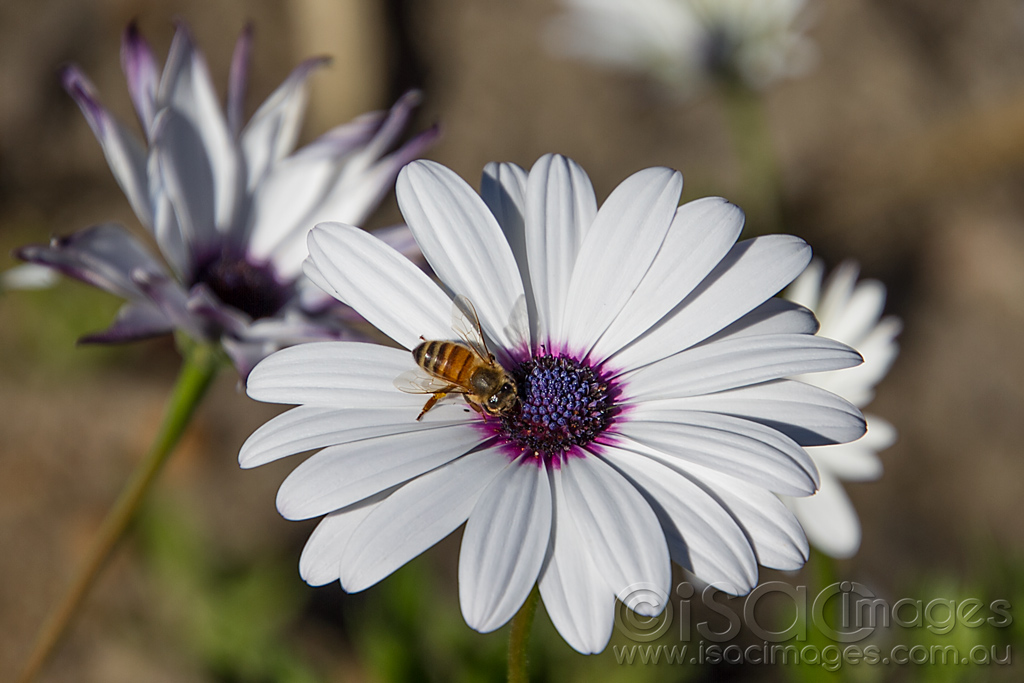 Click image for larger version

Name:	0373-Bee-in-the-Daisy.jpg
Views:	24
Size:	244.3 KB
ID:	453458