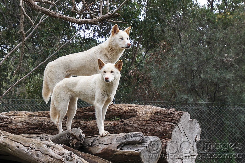 Click image for larger version

Name:	5742-Dingos.jpg
Views:	50
Size:	248.5 KB
ID:	453164