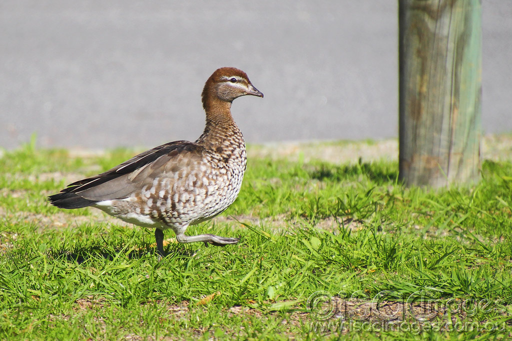 Click image for larger version

Name:	0390-Female-Wood-Duck---Chenonetta.jpg
Views:	30
Size:	248.1 KB
ID:	453456