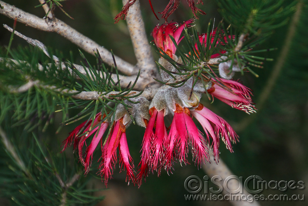 Click image for larger version

Name:	5441-Single-Sided-Bottlebrush.jpg
Views:	39
Size:	245.9 KB
ID:	453170