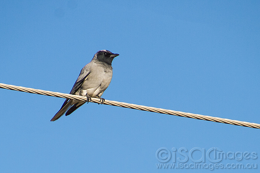 Click image for larger version

Name:	0015-Black-Faced-Cuckoo-Shrike.jpg
Views:	67
Size:	245.4 KB
ID:	452796