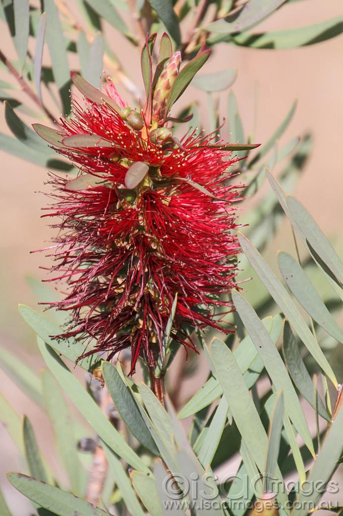 Click image for larger version

Name:	5368-Bottlebrush.jpg
Views:	40
Size:	111.1 KB
ID:	453169