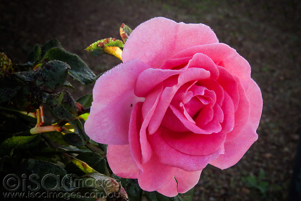 Click image for larger version

Name:	1210-Pink-Rose-Frosty-Morning.jpg
Views:	38
Size:	240.9 KB
ID:	453168