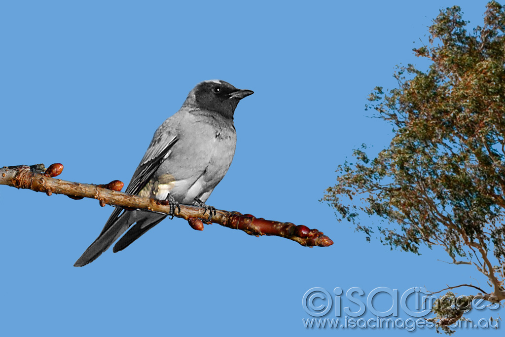 Click image for larger version

Name:	0015-Black-Faced-Cuckoo-Shrike-A.jpg
Views:	79
Size:	184.5 KB
ID:	453444