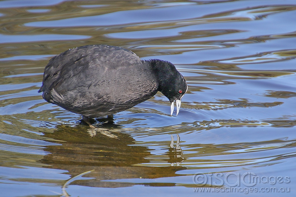 Click image for larger version

Name:	0683-Eurasian_Coot.jpg
Views:	41
Size:	485.3 KB
ID:	473819