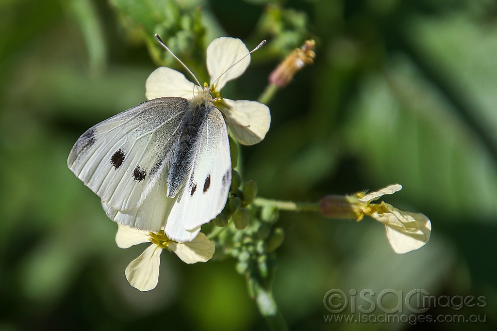 Click image for larger version

Name:	0724-Cabbage_Moth.jpg
Views:	34
Size:	394.5 KB
ID:	473837