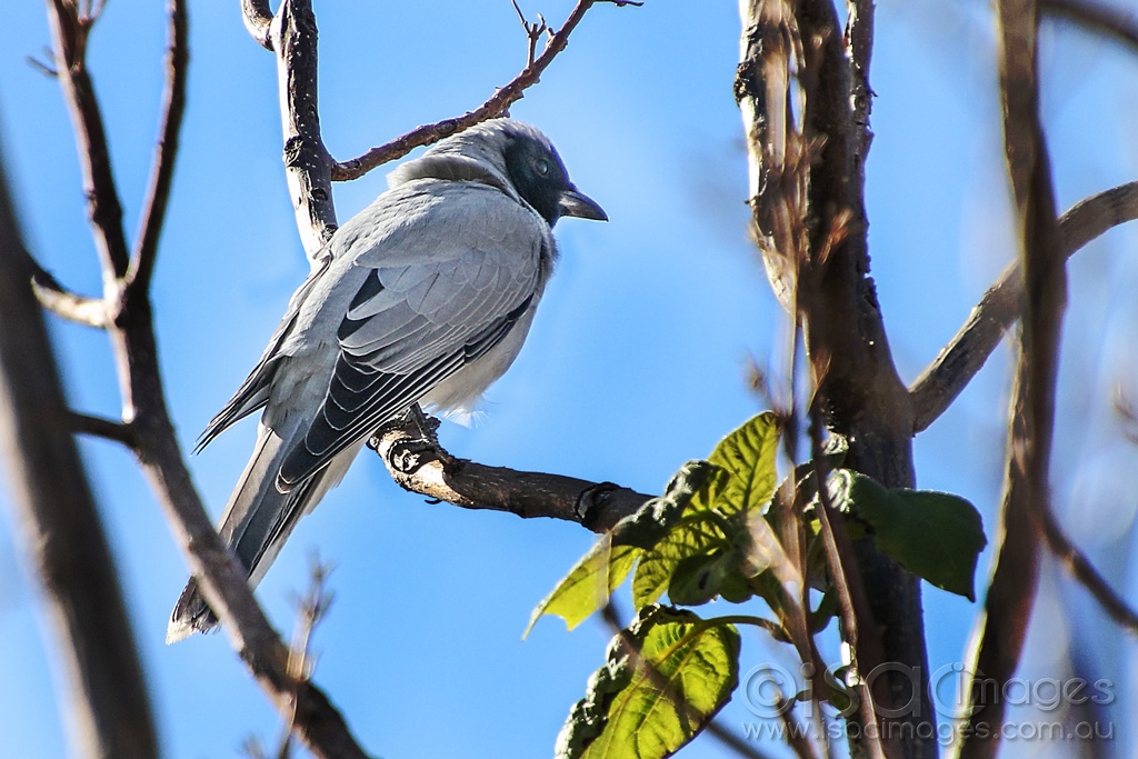 Click image for larger version

Name:	0781-Black_Faced_Cuckoo_Shrike.jpg
Views:	51
Size:	449.9 KB
ID:	473853