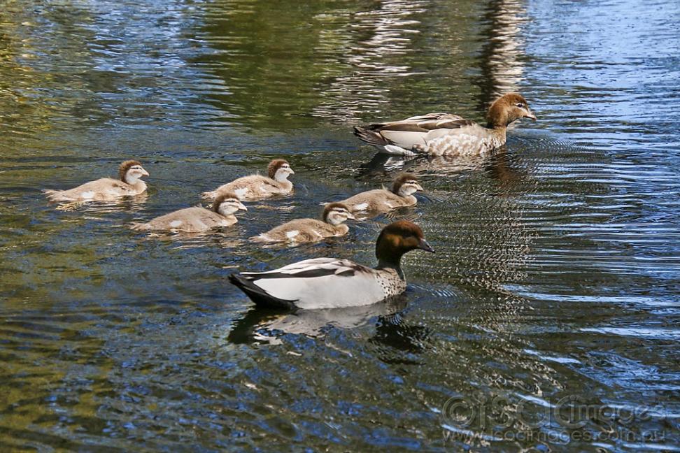 Click image for larger version

Name:	0625-Wood_Duck_Family.jpg
Views:	45
Size:	145.8 KB
ID:	473821