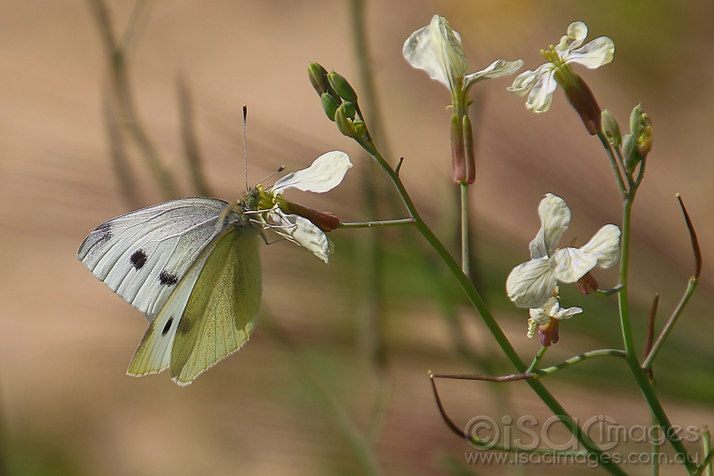 Click image for larger version

Name:	0728-Cabbage_Moth.jpg
Views:	37
Size:	384.7 KB
ID:	473836