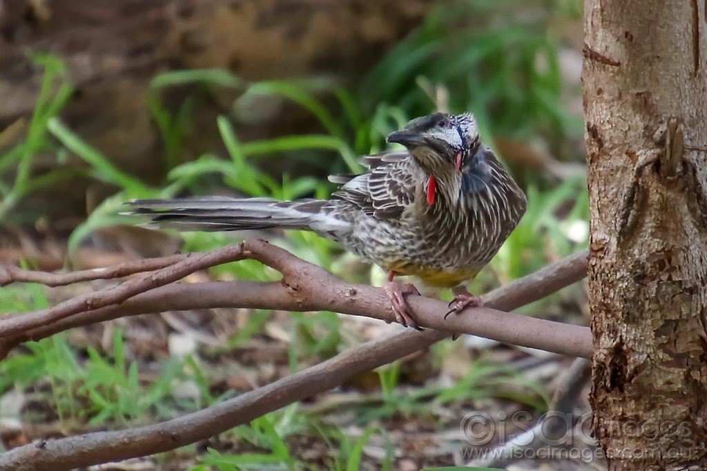 Click image for larger version

Name:	0392-Red_Wattle_Bird.jpg
Views:	93
Size:	411.5 KB
ID:	473751