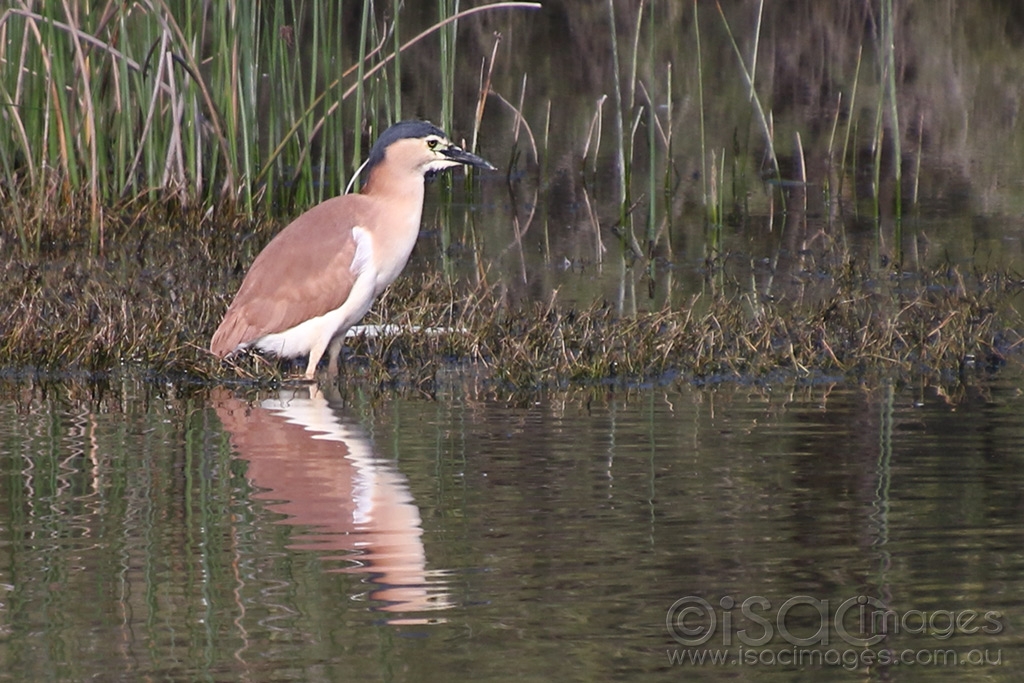 Click image for larger version

Name:	0474-Rufous_Night_Heron.jpg
Views:	106
Size:	473.3 KB
ID:	473752