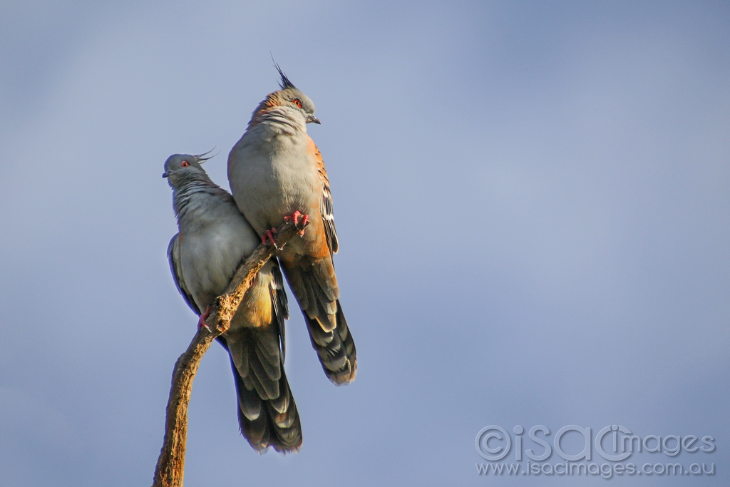 Click image for larger version

Name:	0266-Crested_Pigeons.jpg
Views:	59
Size:	324.9 KB
ID:	473753