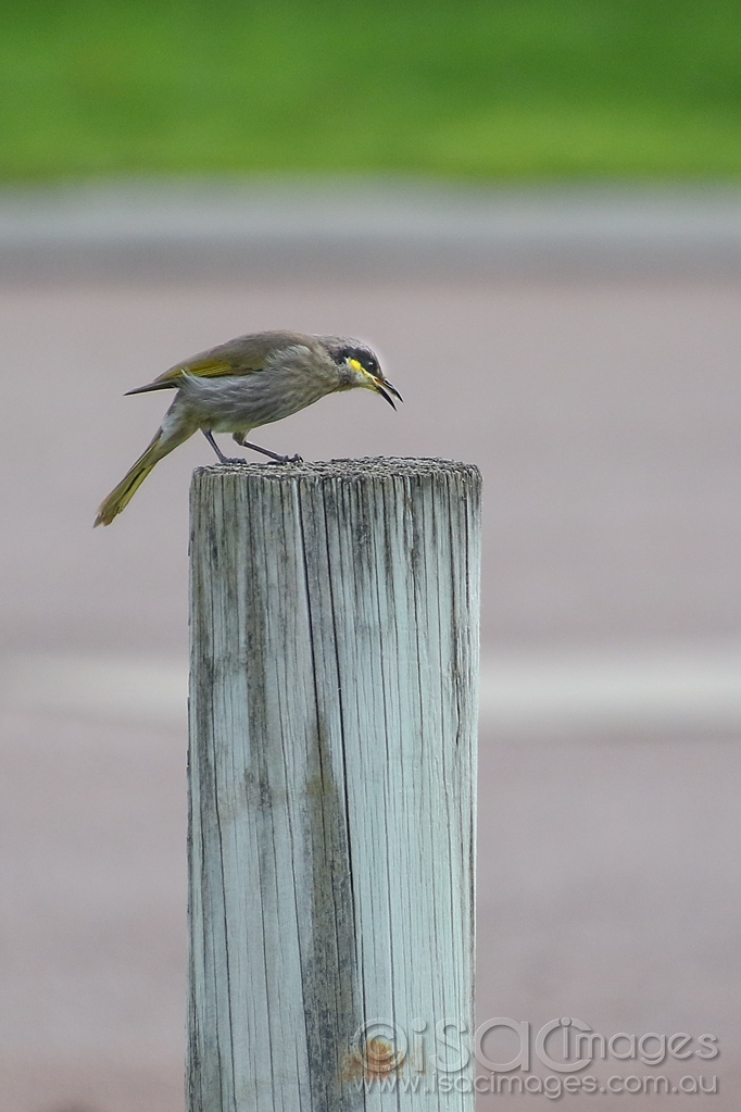 Click image for larger version

Name:	0411-Singing_Honeyeater.jpg
Views:	78
Size:	352.8 KB
ID:	473755