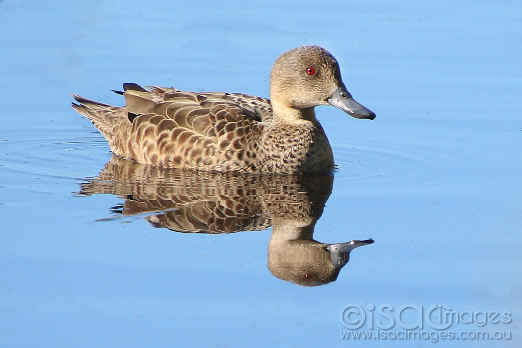 Click image for larger version

Name:	0174-Grey_Teal_Duck.jpg
Views:	82
Size:	375.7 KB
ID:	473594