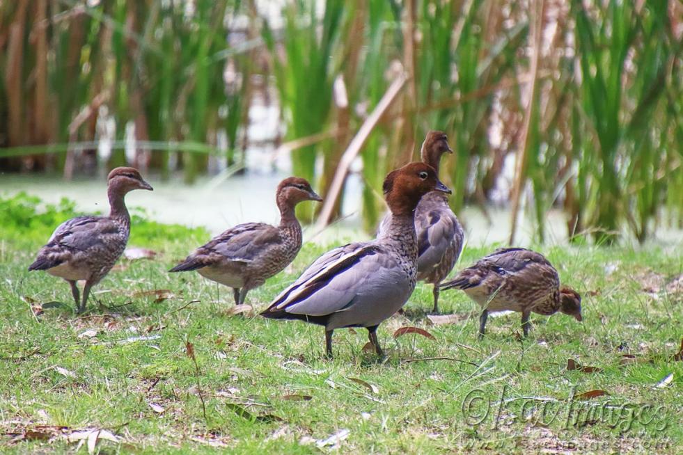 Click image for larger version

Name:	1851-Wood_Duck_Family.jpg
Views:	26
Size:	129.4 KB
ID:	480582