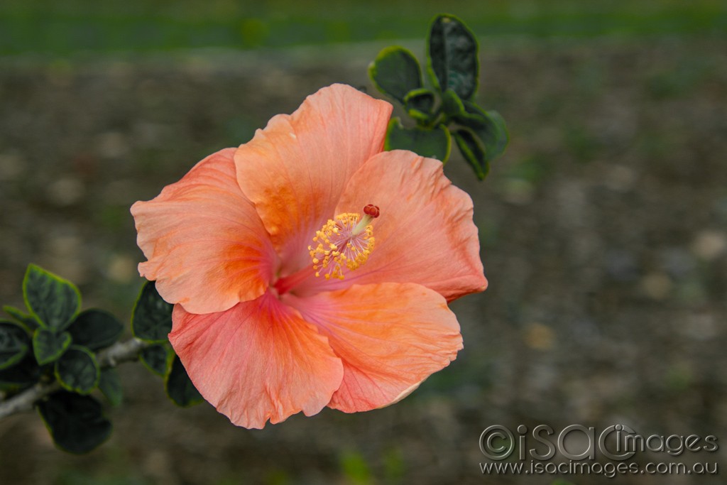 Click image for larger version

Name:	0560-Orange_Hibiscus.jpg
Views:	15
Size:	102.0 KB
ID:	466256