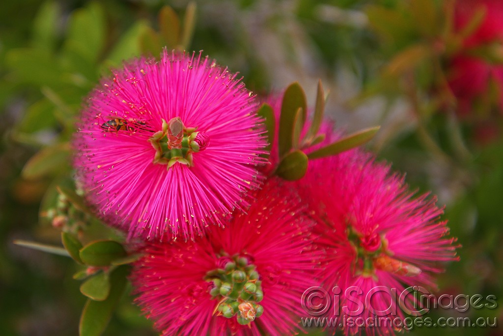 Click image for larger version

Name:	0246-BeeInBottlebrush.jpg
Views:	44
Size:	145.6 KB
ID:	458575