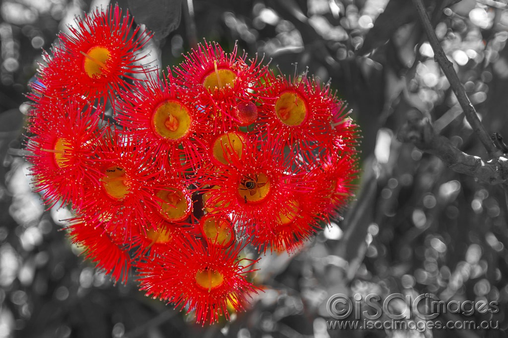 Click image for larger version

Name:	0095-Flowering-Gum.jpg
Views:	51
Size:	204.7 KB
ID:	460591