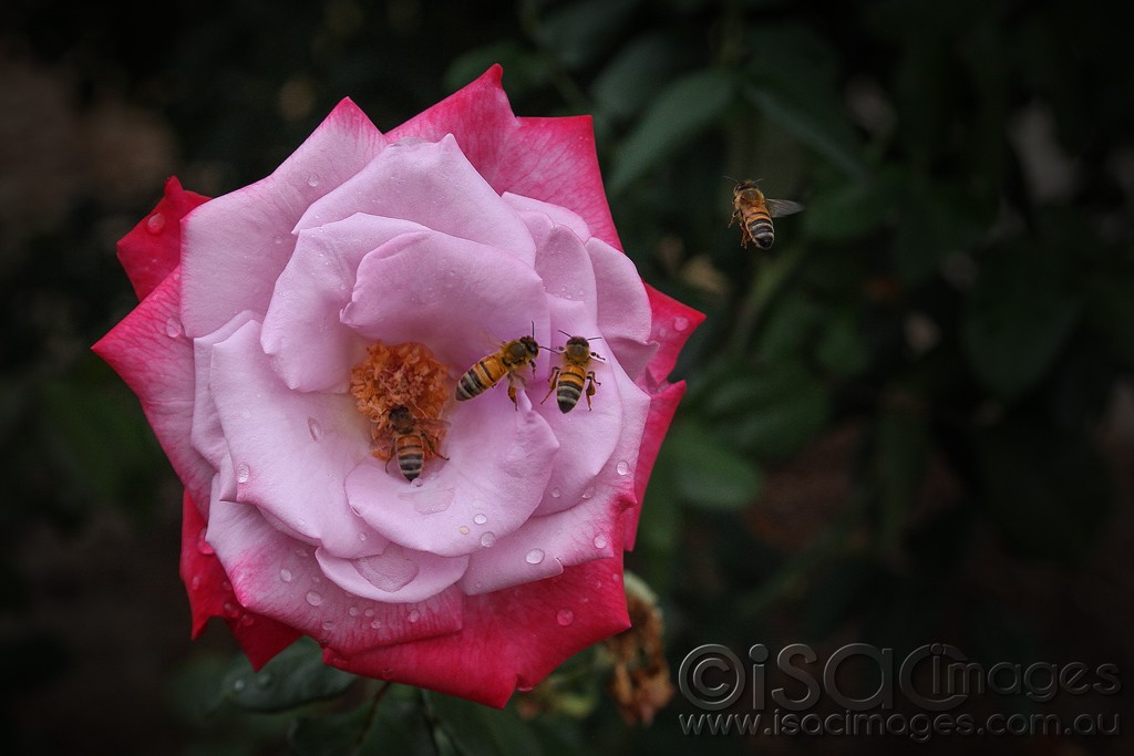 Click image for larger version

Name:	8802-Bees-in-Deep-Purple-Rose.jpg
Views:	36
Size:	105.2 KB
ID:	458228