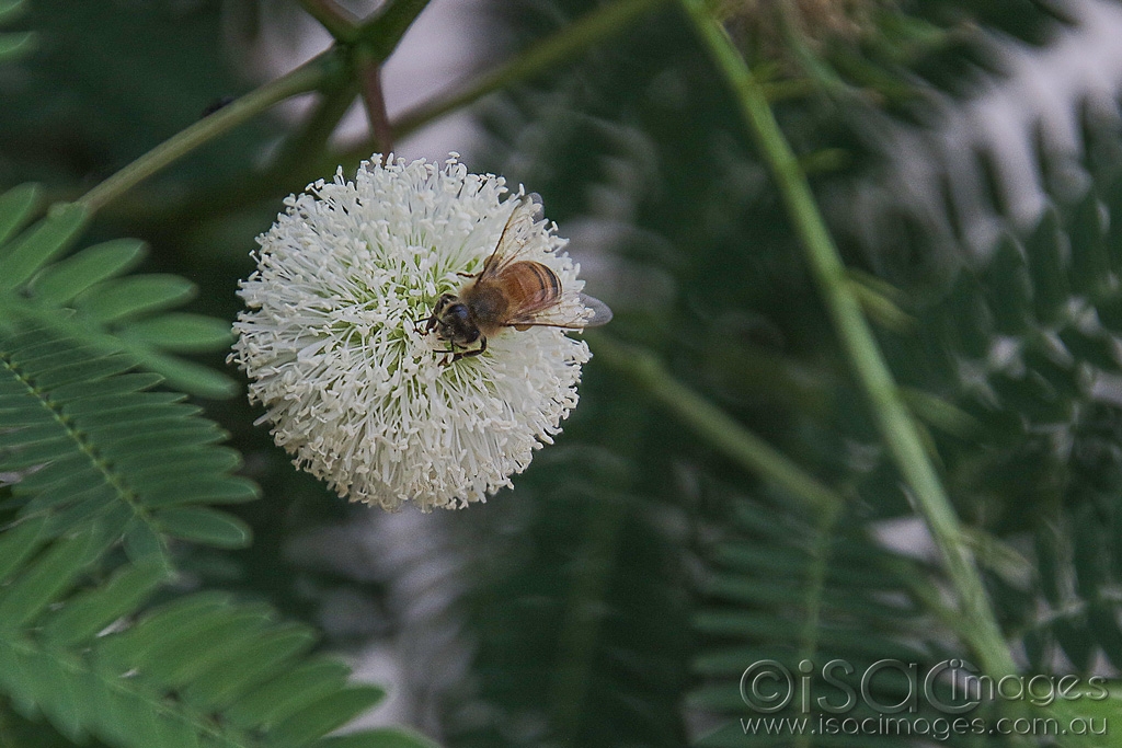 Click image for larger version

Name:	027A5186-Bee_Leucaena-leucocephala.jpg
Views:	51
Size:	461.9 KB
ID:	470144