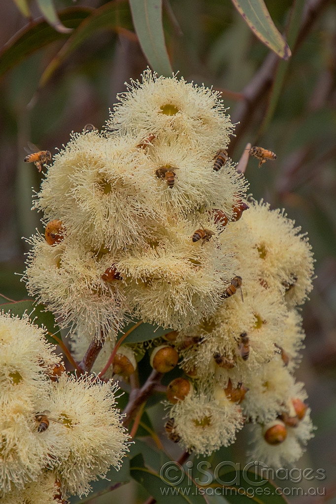 Click image for larger version

Name:	9859-Bees_In_Flowering_Gum.jpg
Views:	73
Size:	540.8 KB
ID:	473508