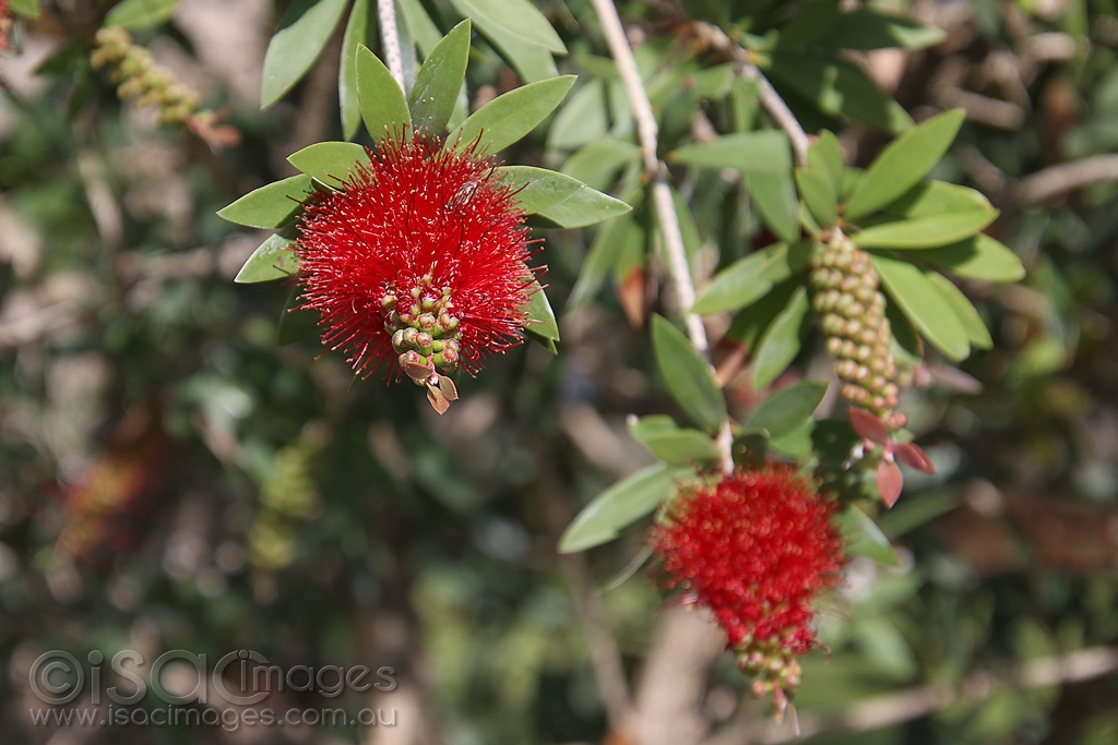 Click image for larger version

Name:	0819-Bottlebrush.jpg
Views:	94
Size:	404.3 KB
ID:	473855