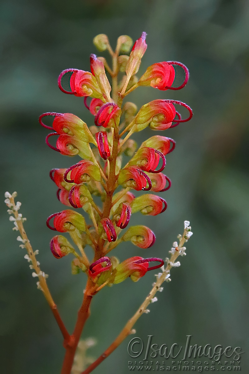 Click image for larger version

Name:	0105-Grevillea.jpg
Views:	38
Size:	490.6 KB
ID:	480608