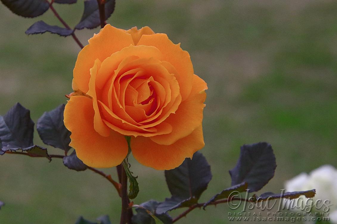 Click image for larger version

Name:	0173-Orange_Rose.jpg
Views:	40
Size:	77.4 KB
ID:	480610