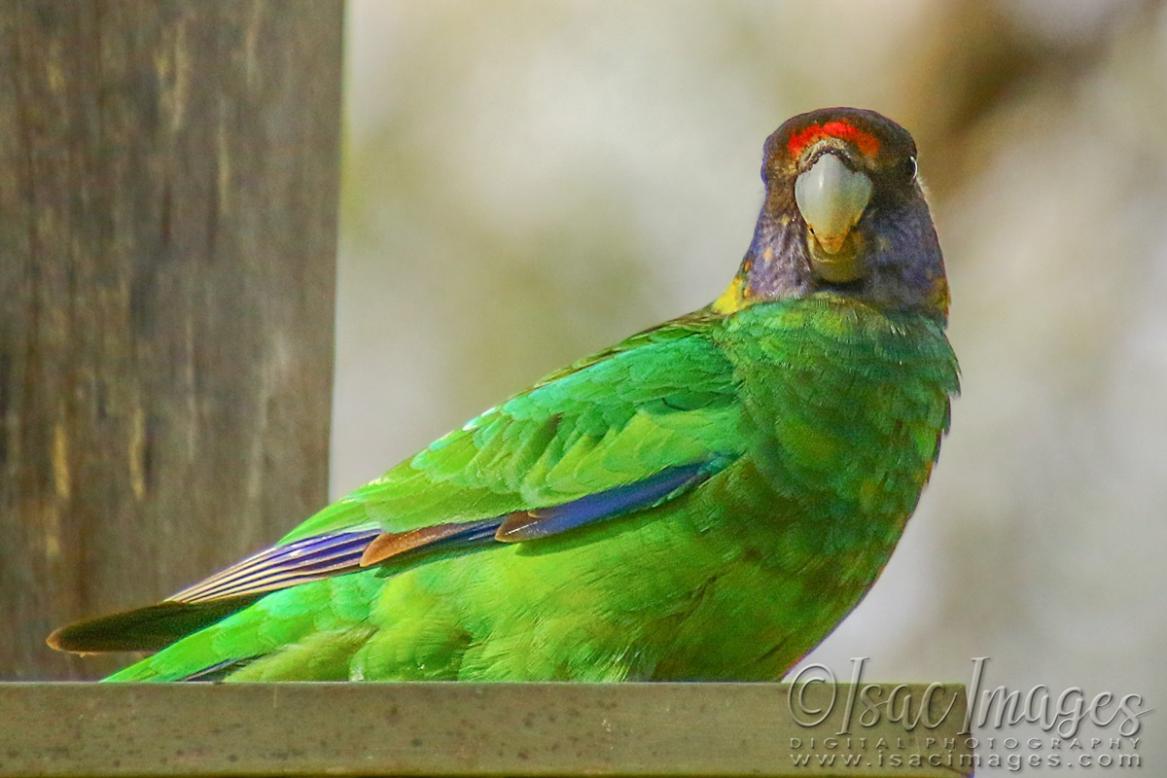 Click image for larger version

Name:	0242-Twenty_Eight_Parrot.jpg
Views:	62
Size:	87.6 KB
ID:	480612